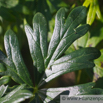 Aconitum napellus Blauer Eisenhut Monkshood Friars Cap.jpg