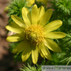 Adonis vernalis Frühlings Adonisroeschen Yellow Pheasants Eye Spring Adonis 2.jpg