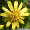 Adonis vernalis Frühlings Adonisroeschen Yellow Pheasants Eye Spring Adonis.jpg