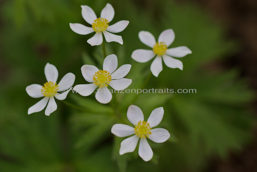 Anemone narcissilflora ssp narcissilfora L Narzissen Windroeschen 2.jpg