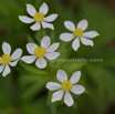 Anemone narcissilflora ssp narcissilfora L Narzissen Windroeschen 2.jpg