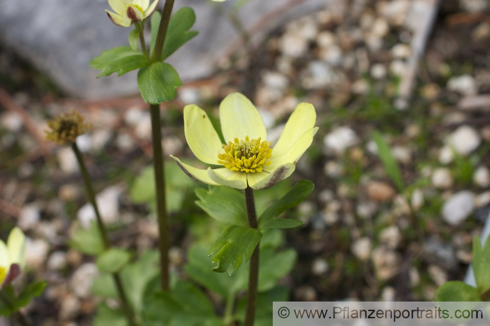 Anemone obtusiloba Stumpflappiges Windroeschen 2.jpg