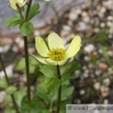 Anemone obtusiloba Stumpflappiges Windroeschen 2.jpg