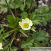 Anemone obtusiloba Stumpflappiges Windroeschen.jpg