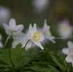 Anemone sylvestris Wald Anemone Windflower 2.jpg