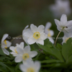 Anemone sylvestris Wald Anemone Windflower.jpg