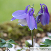 Aquilegia alpina Alpen Akelei Alpine Columbine 2.jpg