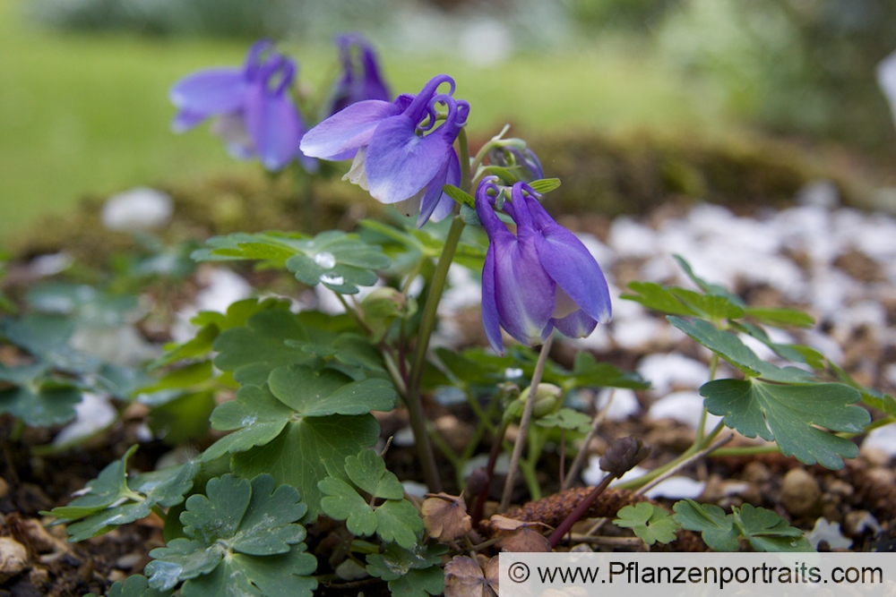 Aquilegia alpina Alpen Akelei Alpine Columbine.jpg