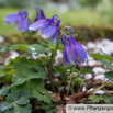 Aquilegia alpina Alpen Akelei Alpine Columbine.jpg