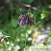 Aquilegia atrata Dunkle Akelei Dark Columbine 2.jpg