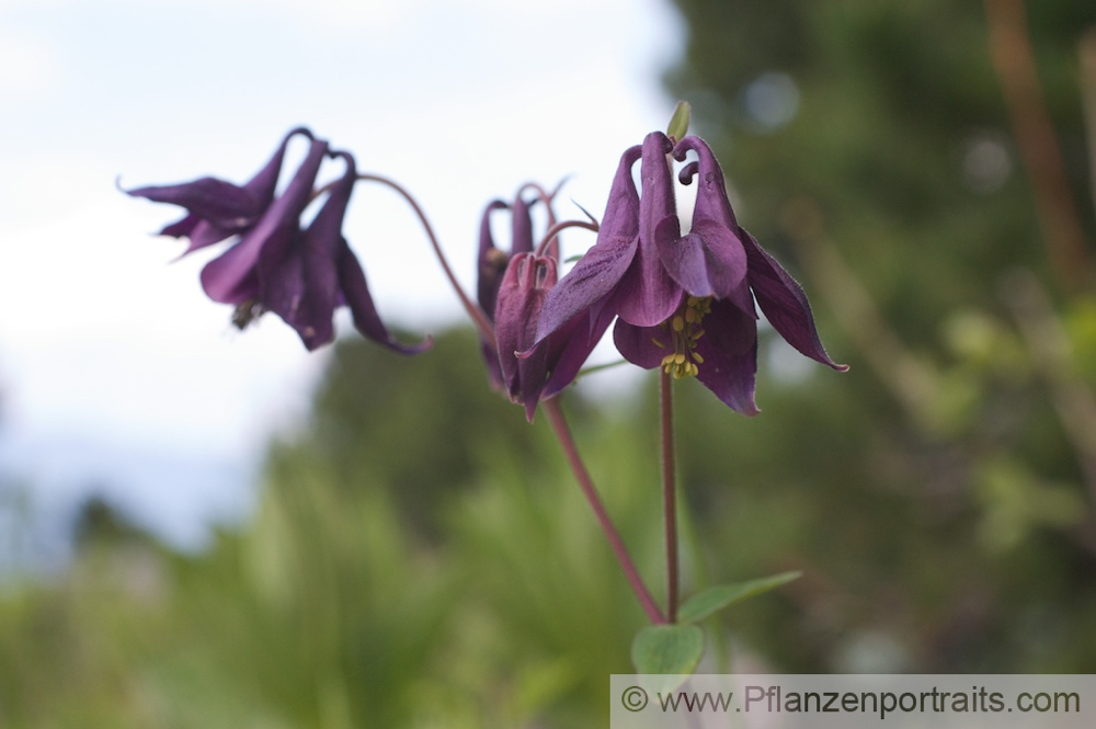 Aquilegia atrata Dunkle Akelei Dark Columbine 3.jpg