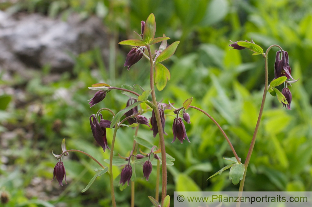 Aquilegia atrata Dunkle Akelei Dark Columbine.jpg