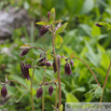 Aquilegia atrata Dunkle Akelei Dark Columbine.jpg