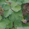 Aquilegia caerulea Rocky Mountains Akelei Rocky Mountain Columbine 2.jpg