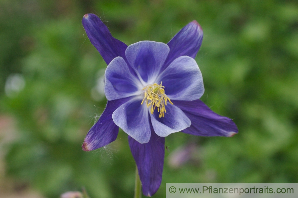 Aquilegia caerulea Rocky Mountains Akelei Rocky Mountain Columbine.jpg