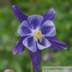 Aquilegia caerulea Rocky Mountains Akelei Rocky Mountain Columbine.jpg