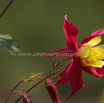 Aquilegia sibirica Akelei Columbine 2.jpg