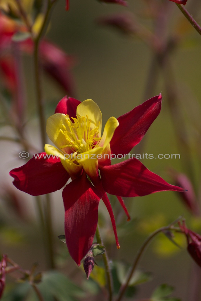 Aquilegia sibirica Akelei Columbine.jpg