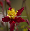 Aquilegia sibirica Akelei Columbine.jpg