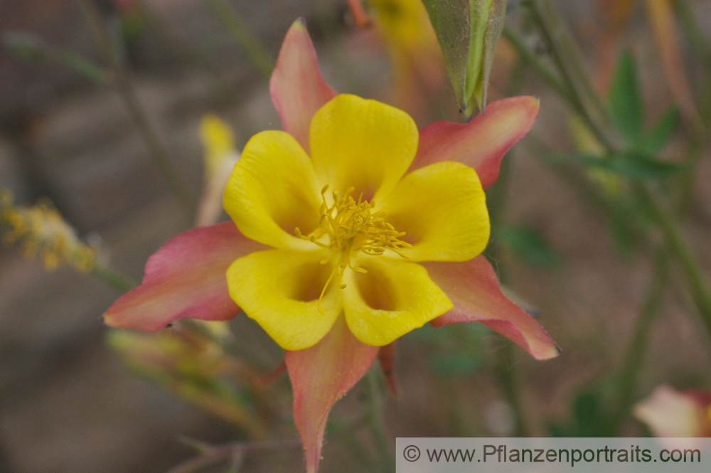 Aquilegia skinneri  Akelei Columbine 2.jpg