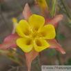 Aquilegia skinneri  Akelei Columbine 2.jpg