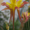 Aquilegia skinneri  Akelei Columbine 3.jpg