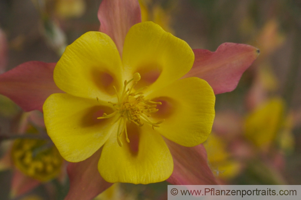 Aquilegia skinneri  Akelei Columbine.jpg