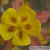 Aquilegia skinneri  Akelei Columbine.jpg