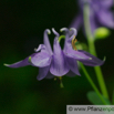 Aquilegia vulgaris  Akelei Columbine 2.jpg