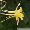 Aquilegia vulgaris  Akelei Columbine 3.jpg