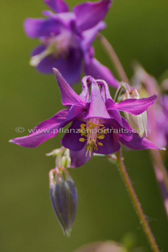 Aquilegia vulgaris  Akelei Columbine 4.jpg