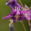 Aquilegia vulgaris  Akelei Columbine 4.jpg