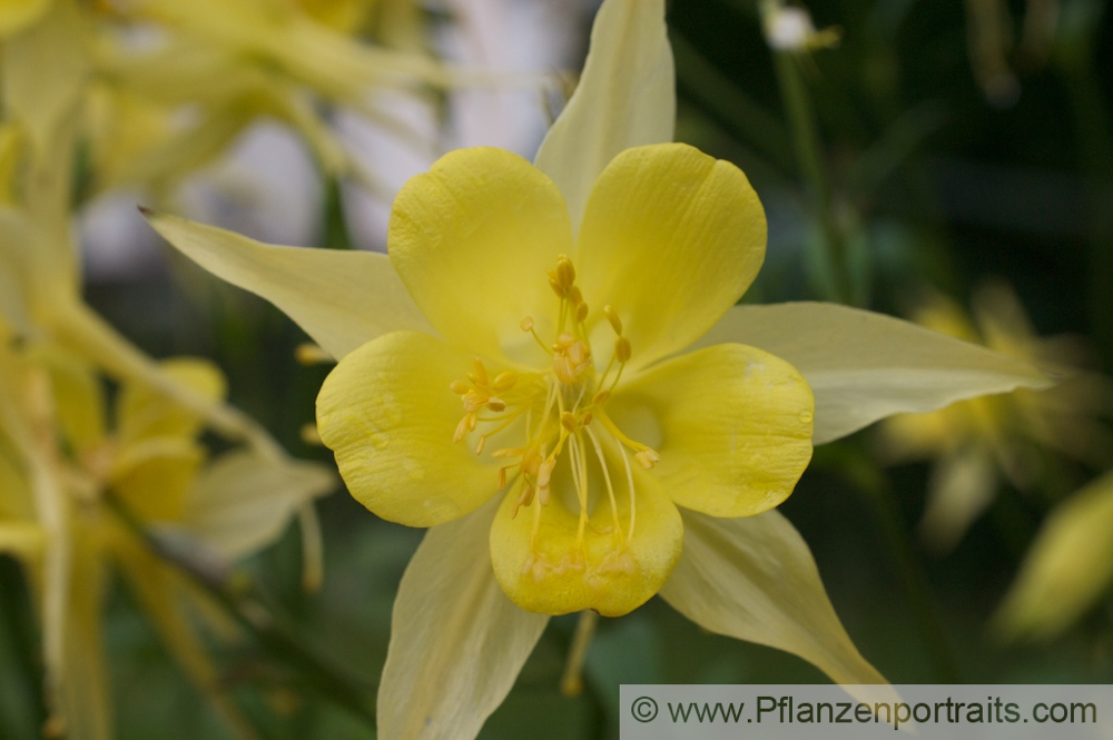 Aquilegia vulgaris  Akelei Columbine.jpg