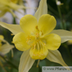 Aquilegia vulgaris  Akelei Columbine.jpg