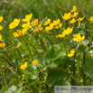 Caltha palustris Sumpf Dotterblume Marsh Marigold 2.jpg