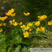 Caltha palustris Sumpf Dotterblume Marsh Marigold 3.jpg