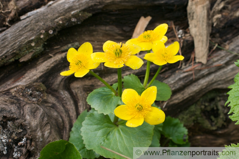 Caltha palustris Sumpf Dotterblume Marsh Marigold 5.jpg