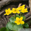 Caltha palustris Sumpf Dotterblume Marsh Marigold 5.jpg