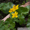 Caltha palustris Sumpf Dotterblume Marsh Marigold.jpg