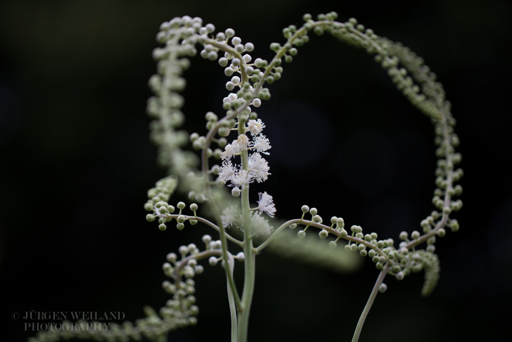 Cimicifuga racemosa Traubensilberkerze Black Snakeroot 4.jpg