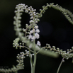 Cimicifuga racemosa Traubensilberkerze Black Snakeroot 4.jpg