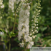 Cimicifuga racemosa Wanzenkraut Juli Silberkerze Black Snakeroot 2.jpg