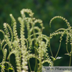 Cimicifuga racemosa Wanzenkraut Juli Silberkerze Black Snakeroot.jpg