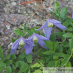 Clematis alpina  Alpenwaldrebe Alpine Clematis 2.jpg