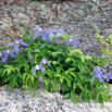 Clematis alpina  Alpenwaldrebe Alpine Clematis 4.jpg