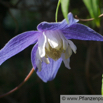 Clematis alpina  Alpenwaldrebe Alpine Clematis 5.jpg