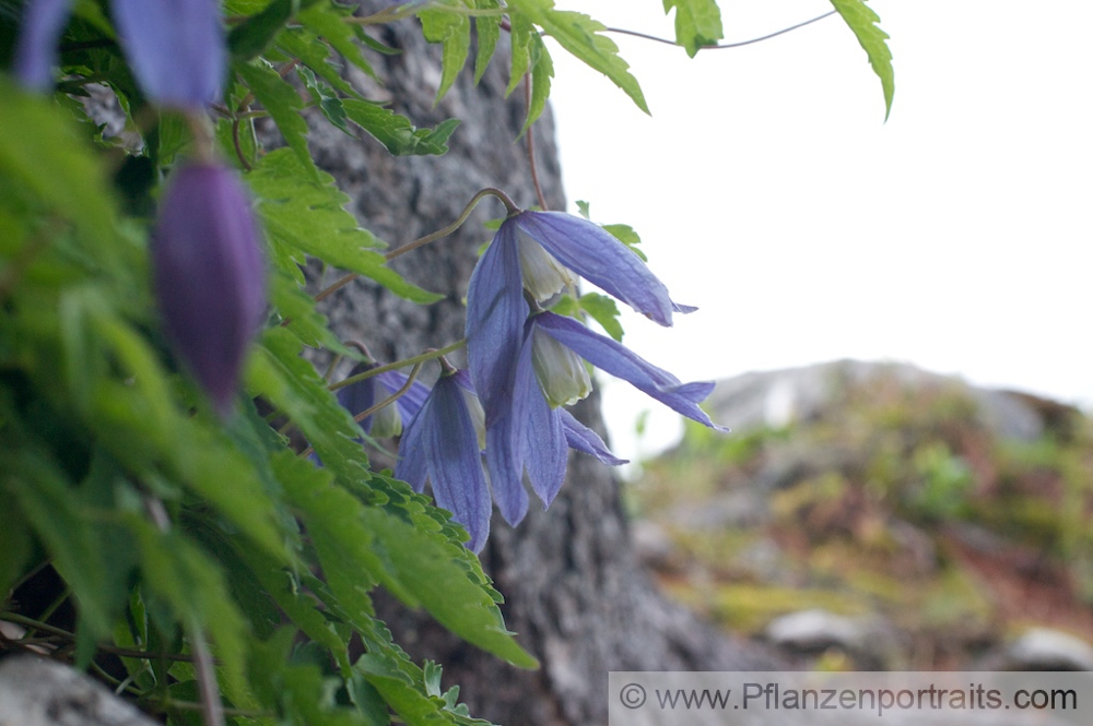 Clematis alpina  Alpenwaldrebe Alpine Clematis.jpg