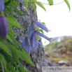 Clematis alpina  Alpenwaldrebe Alpine Clematis.jpg