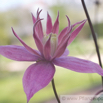 Clematis macropetala.jpg