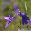 Consolida regalis Acker Rittersporn Field Larkspur 2.jpg